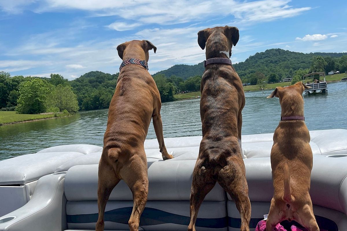 Three dogs are standing on the back of a boat overlooking a lake with greenery and hills in the background on a sunny day.
