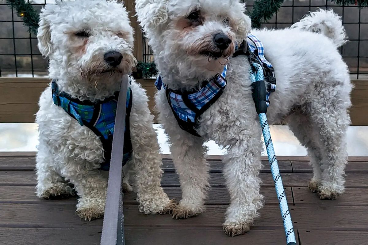 Two small, white fluffy dogs in harnesses stand on a wooden deck with a railing, one leaning on a cane, both looking in different directions.