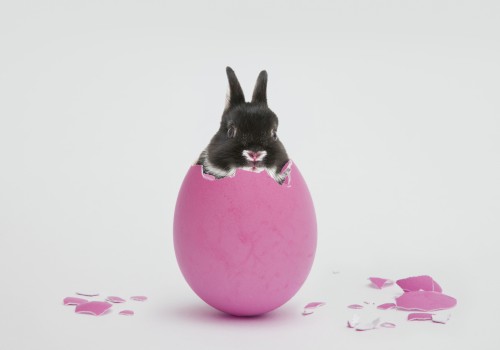 A small black bunny peeks out of a pink egg, surrounded by scattered broken eggshell pieces, set against a plain background.